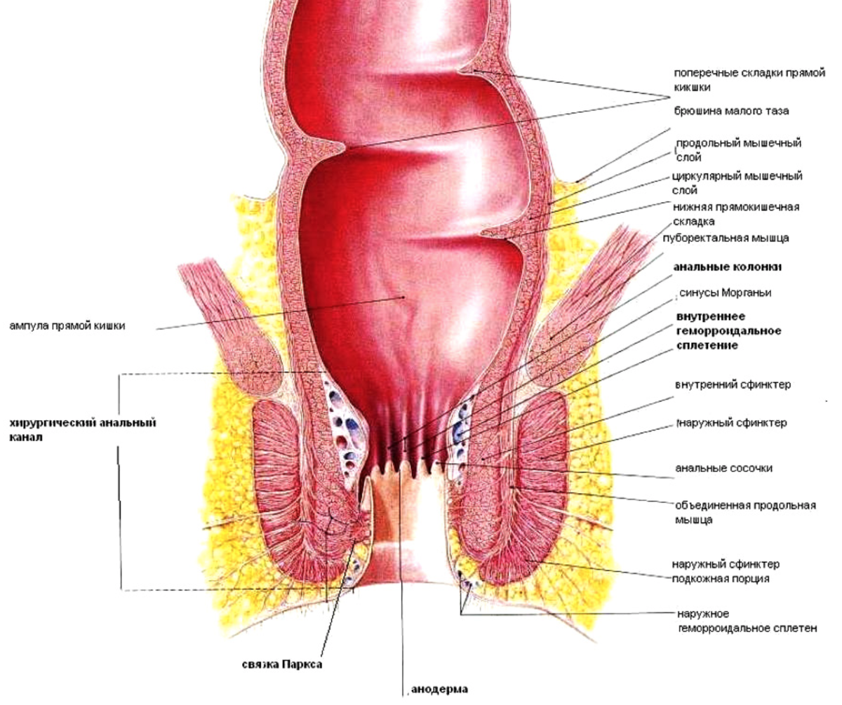 Anal sphincter insufficiency