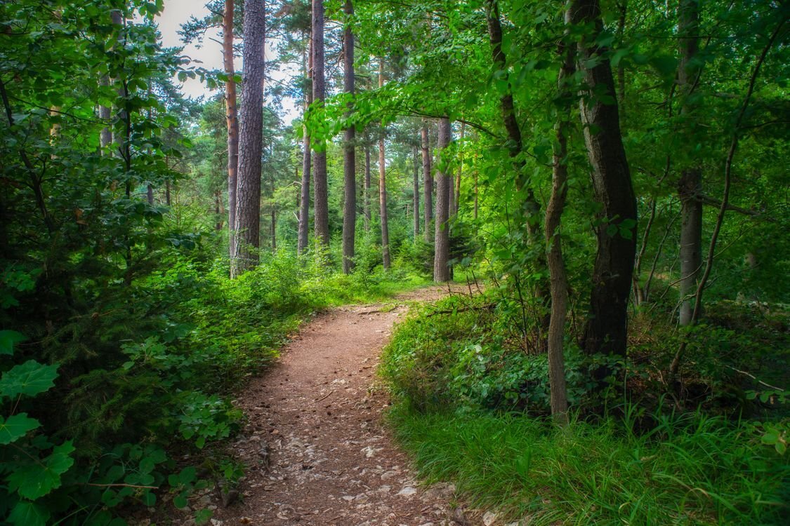 Яндекс. Картинки