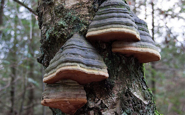 так выглядит трутовик