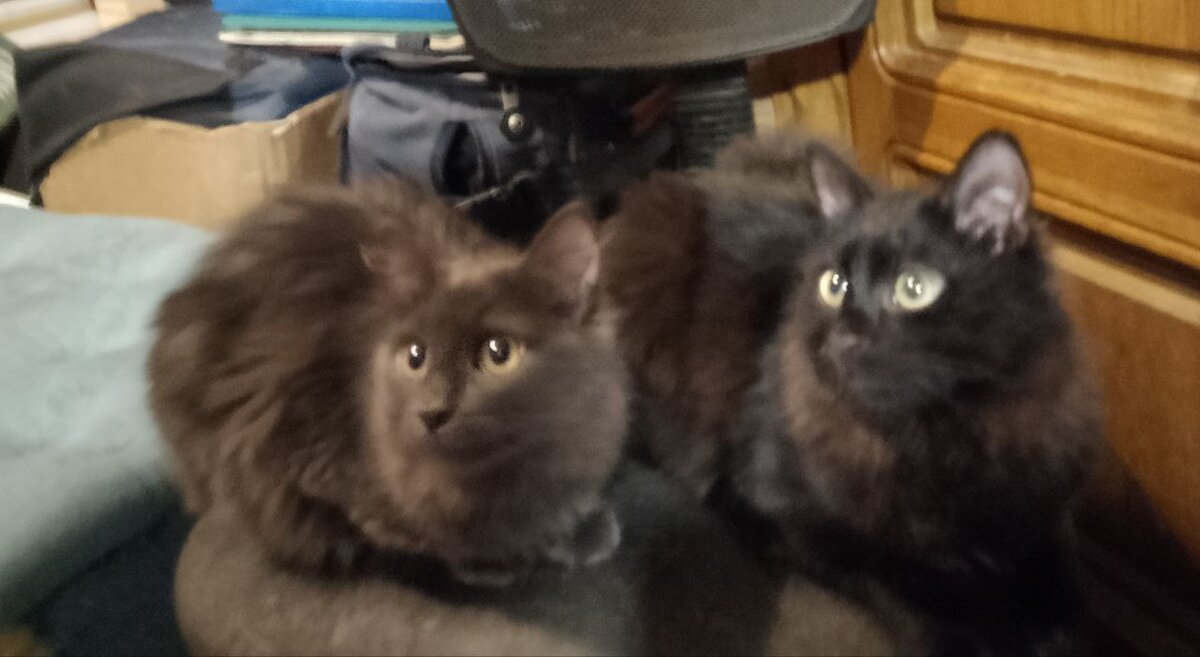 Варя и Кузя