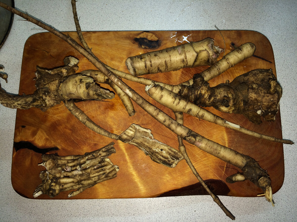 Корни пиона отмытые от грунта.