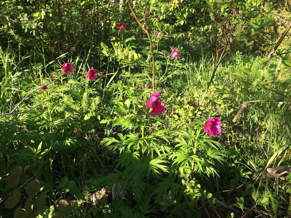 Цветущий пион