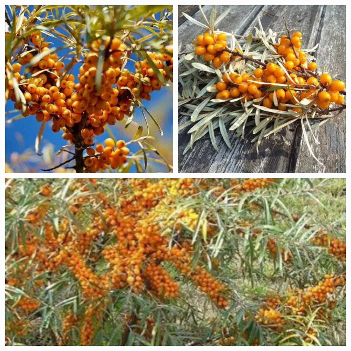 Красота из облепихи