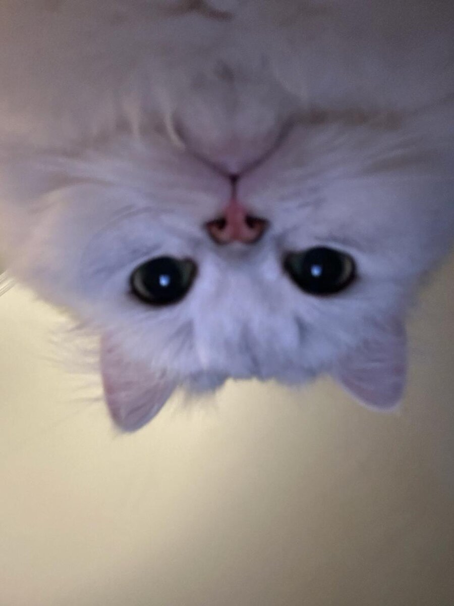ПРИВЕТИК! 