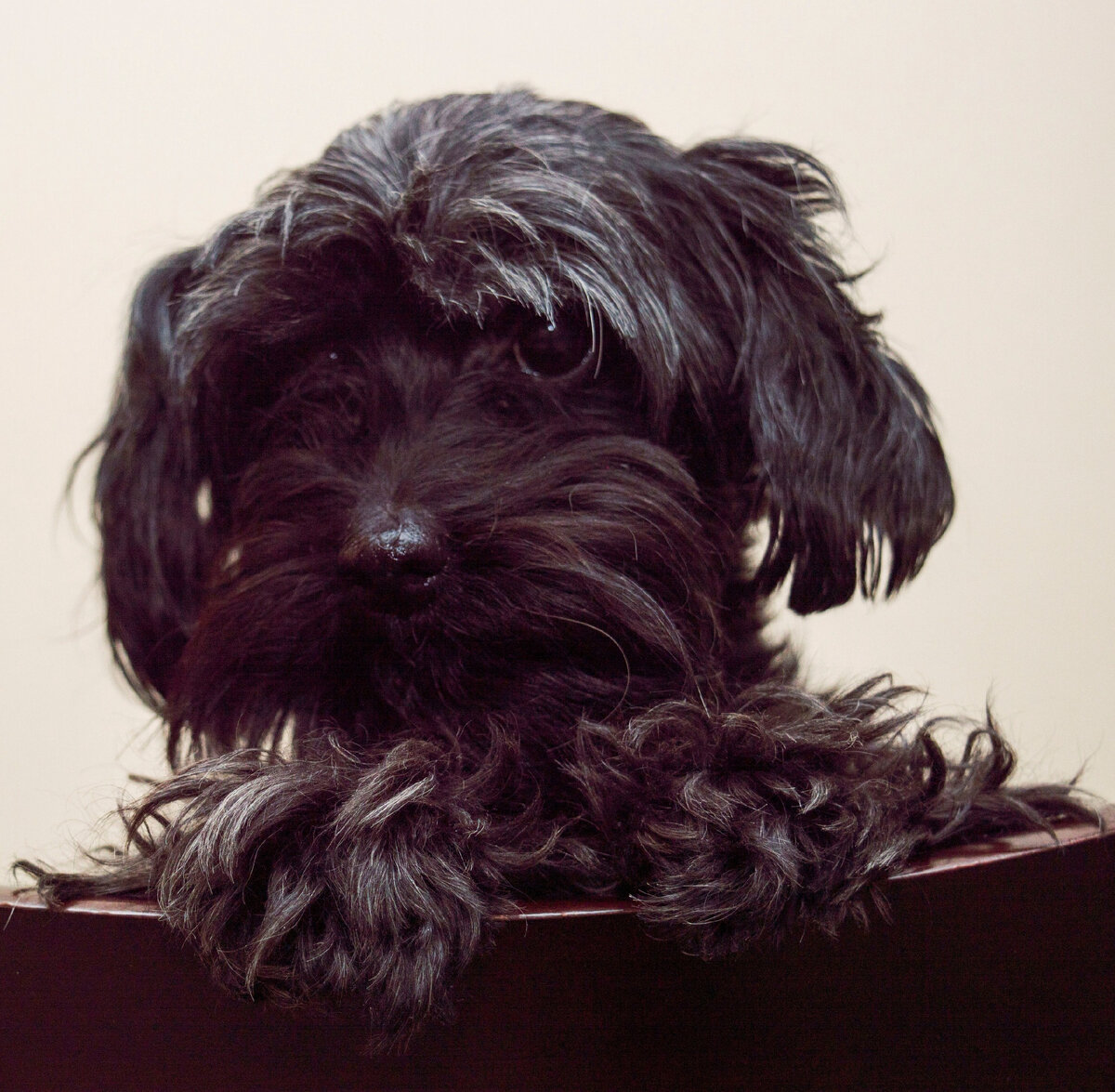 Иза- совсем не диванная собака!