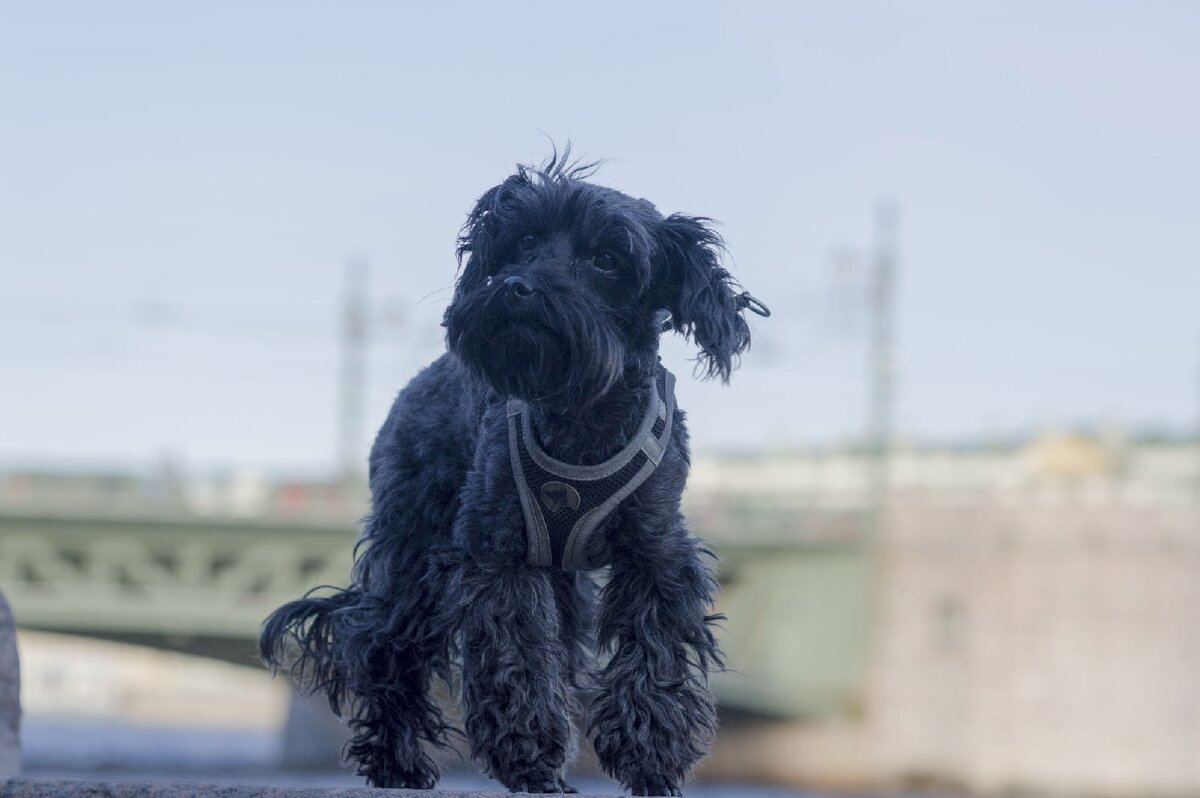 Он напоминает мне о моем происхождении...
