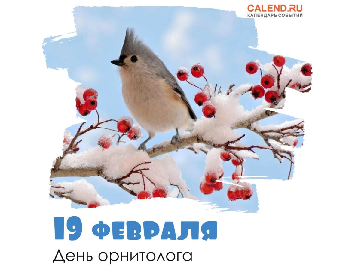 19 февраля всемирный день защиты морских млекопитающих. 19 февраля всемирный день защиты морских млекопитающих день кита. 19 февраля - всемирный день китов и морских млекопитающих. День млекопитающих 19 февраля. День защиты морских млекопитающих.