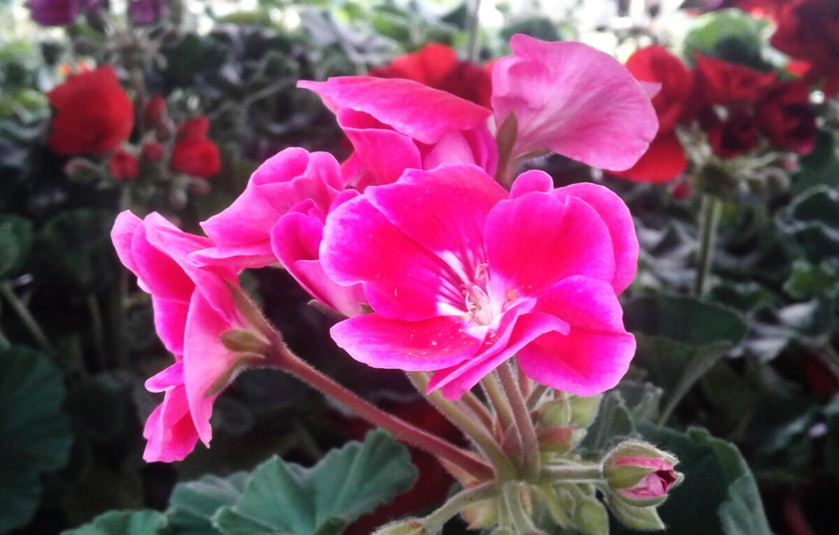 Пеларгония. Фото автора