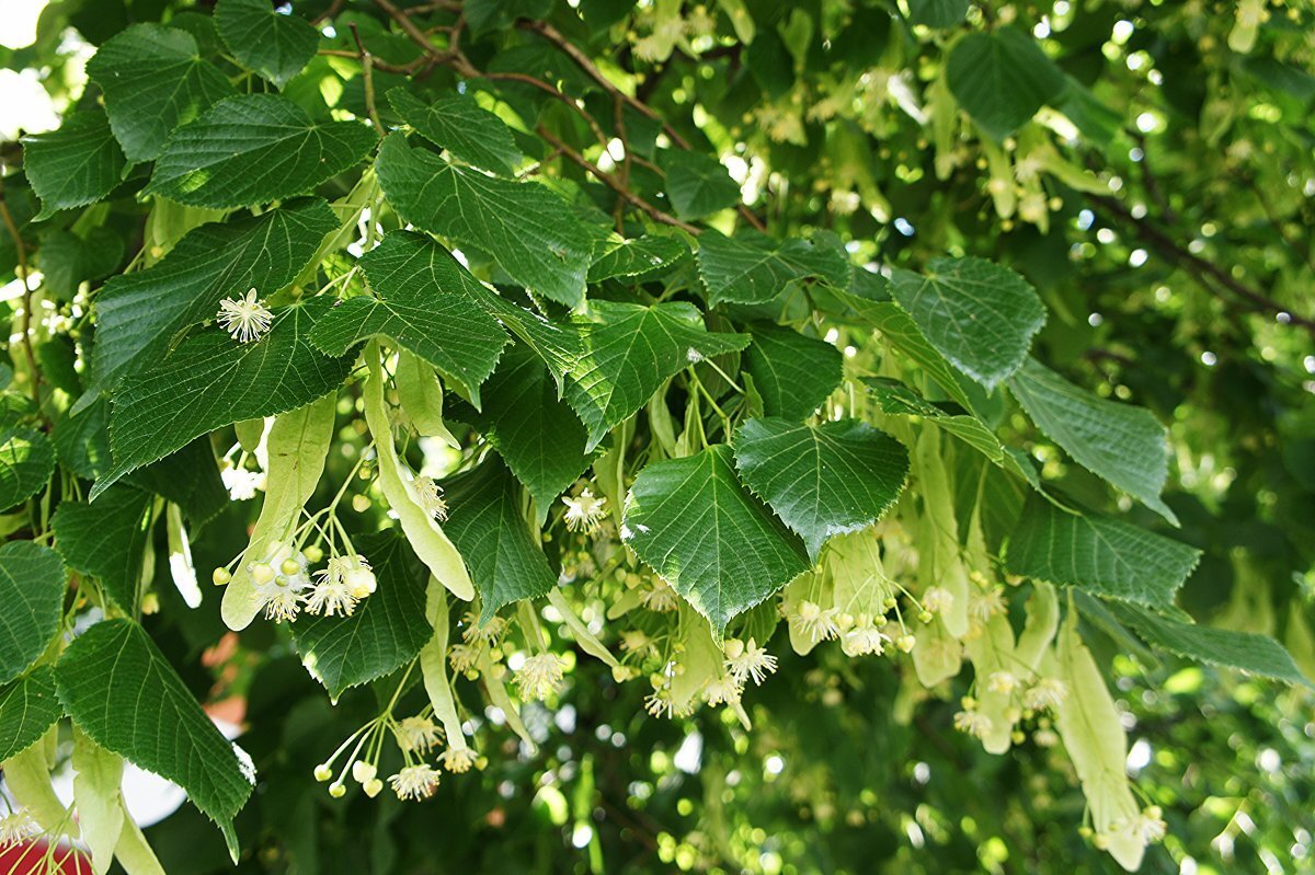 Липа - Tilia L. Семейство липовые - Tiliaceae | Лекарственные растения  Дальнего Востока | Дзен