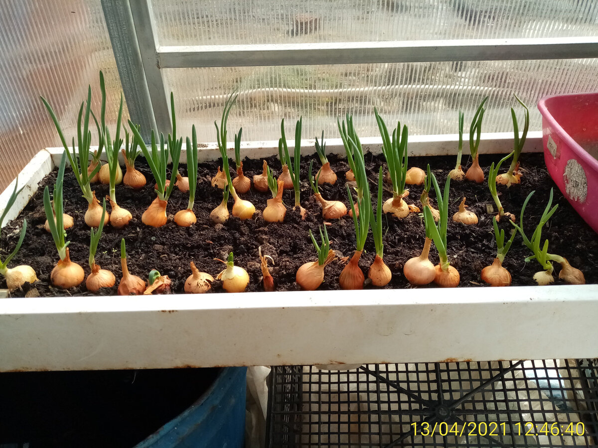 Лук на зелень