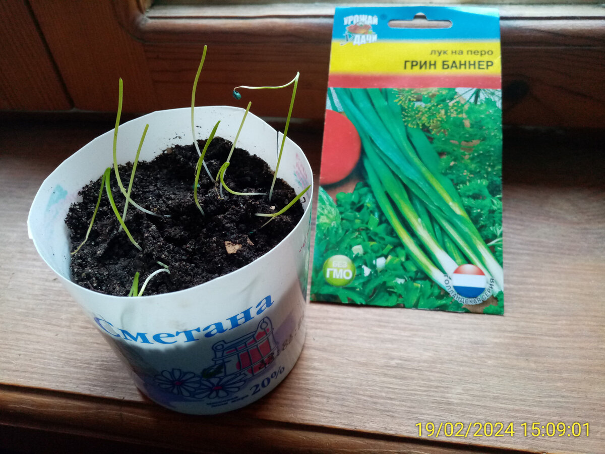 Хороша взошла чернушка.