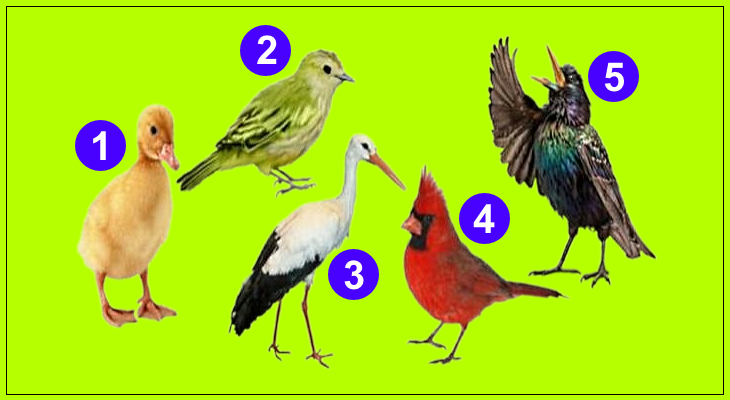 Выберите одну птицу 