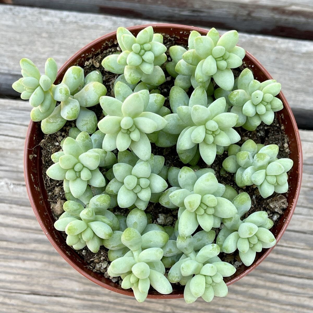 Sedum morganianum