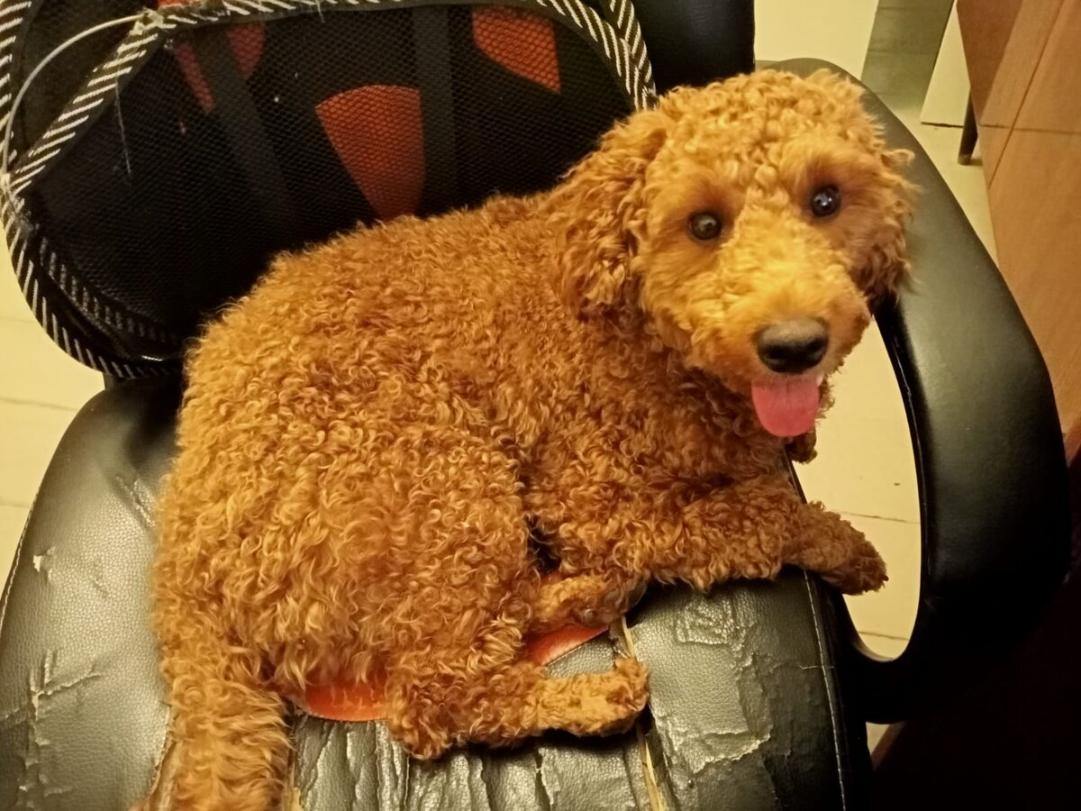 Румпель: - Могу слушать детские книжки на английском. Раньше не мог.