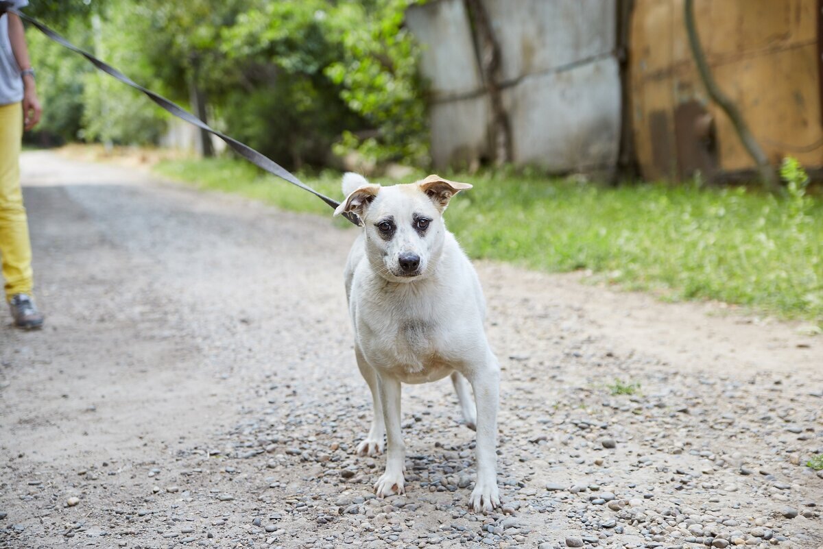такса которую укусила оса. после собаки. кабили после кострации. после собаки. протез глазного яблока у собаки.
