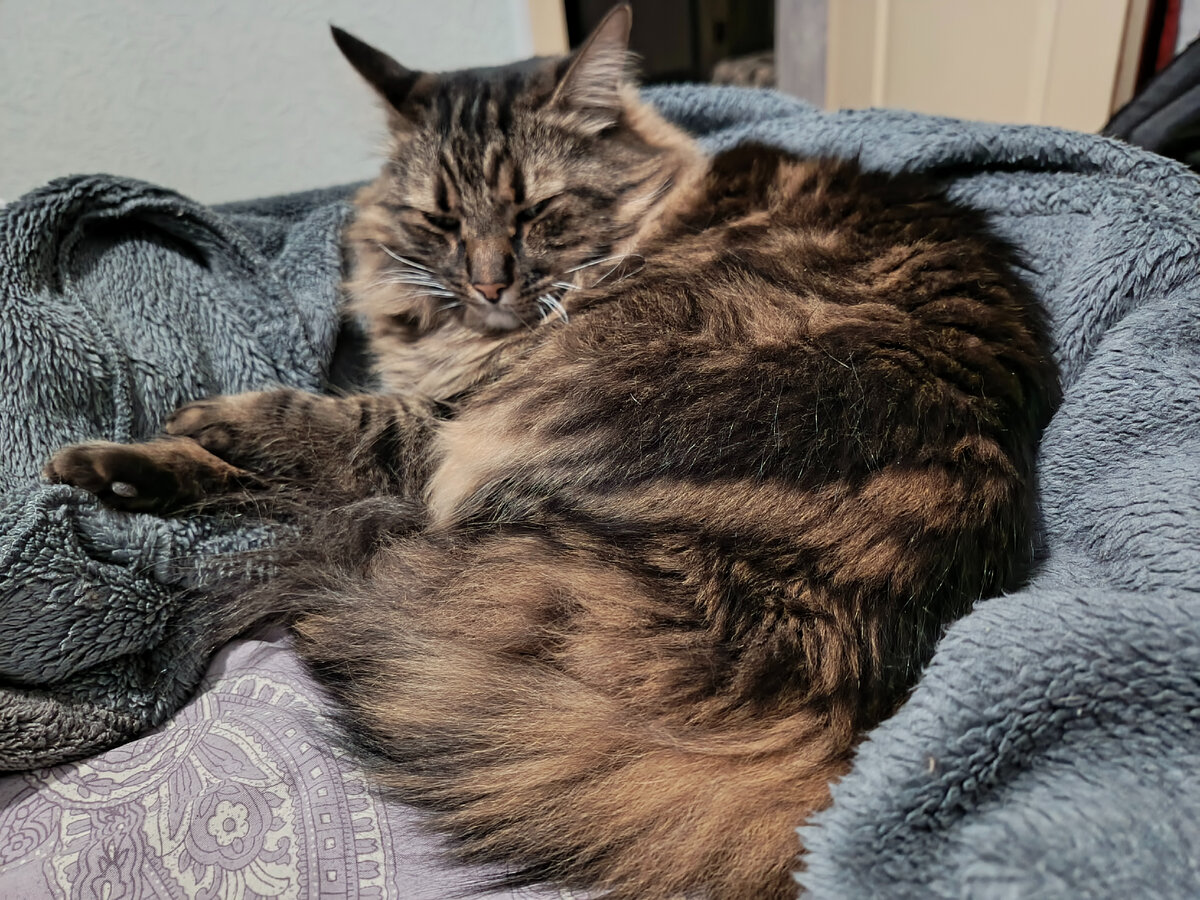 А вы любите гостей? | Котофей Кузя | Дзен