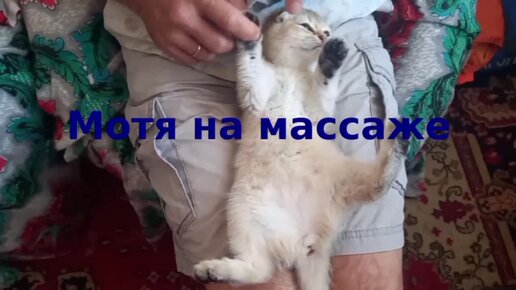 КОШАЧИЙ РЕЛАКС