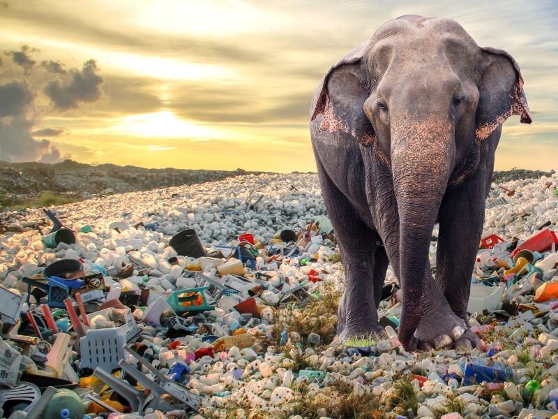    Искусственный кишечник червя способен спасти планету от пластика