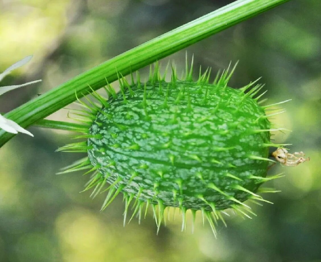 фото взято в свободном доступе инета для иллюстрации 