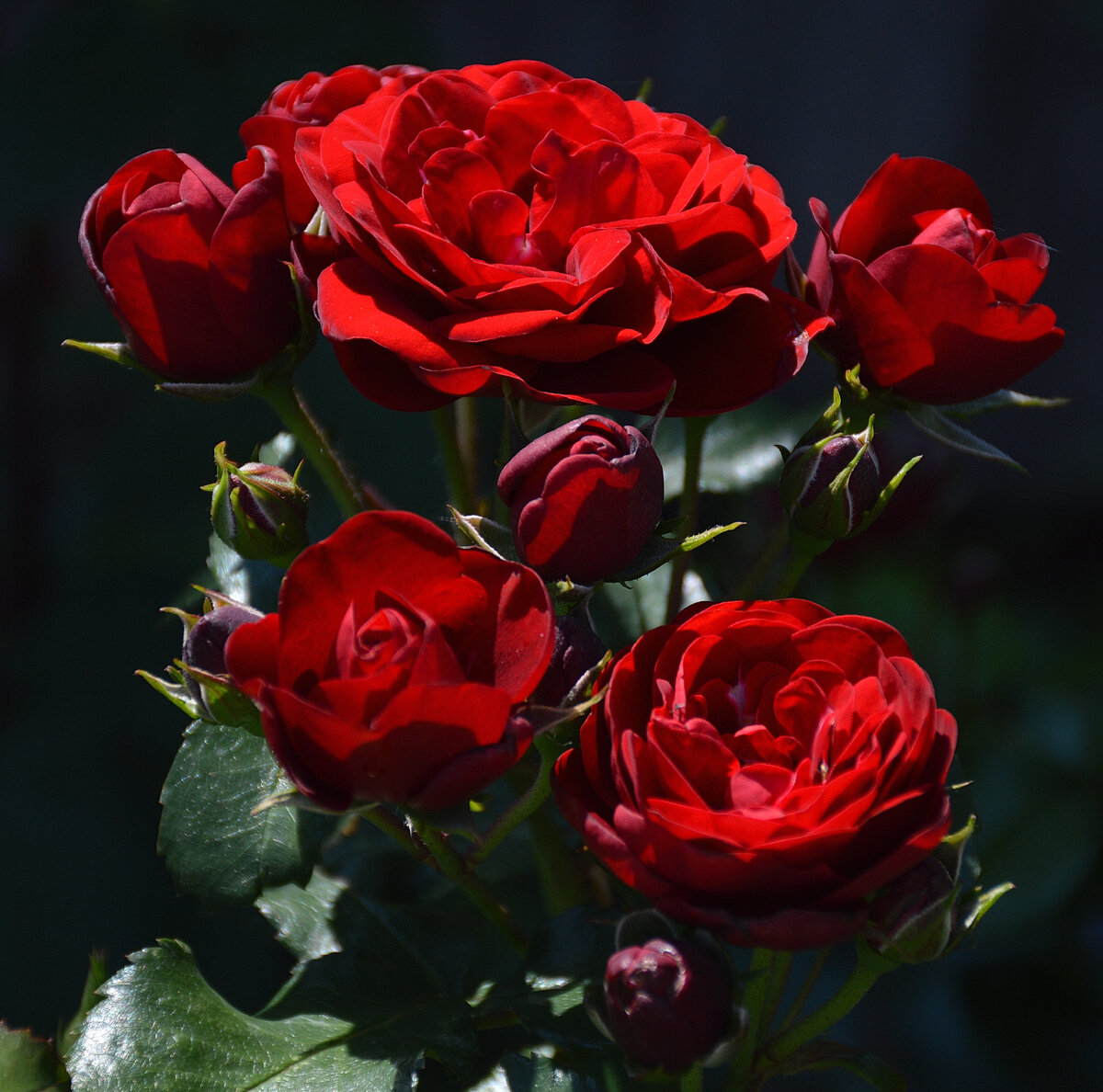 Роза Лаваглут. Все фотографии в статье мои