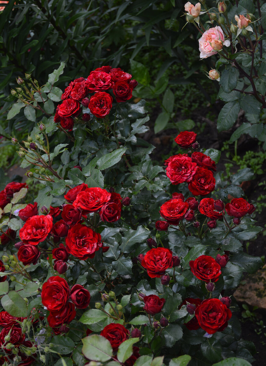 Куст розы Лаваглут, июнь 2023 