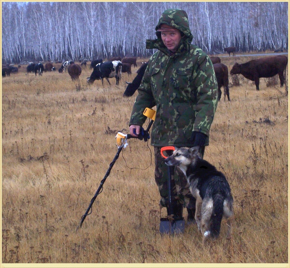 совмещаю необходимую работу пастьбу коров с приятным и полезным хобби кладоискательством 2011 год