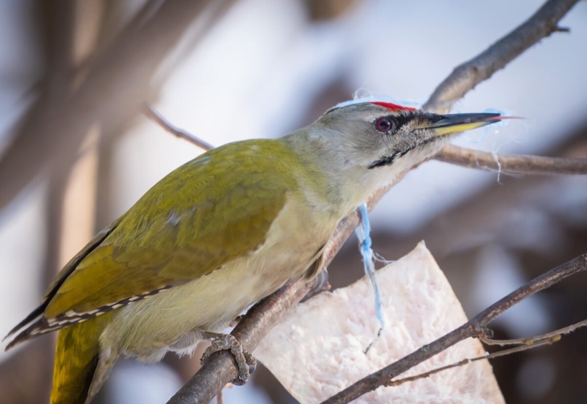    Фотограф запечатлел седого дятла в лесопарке в Нижнем Новгороде в начале февраля