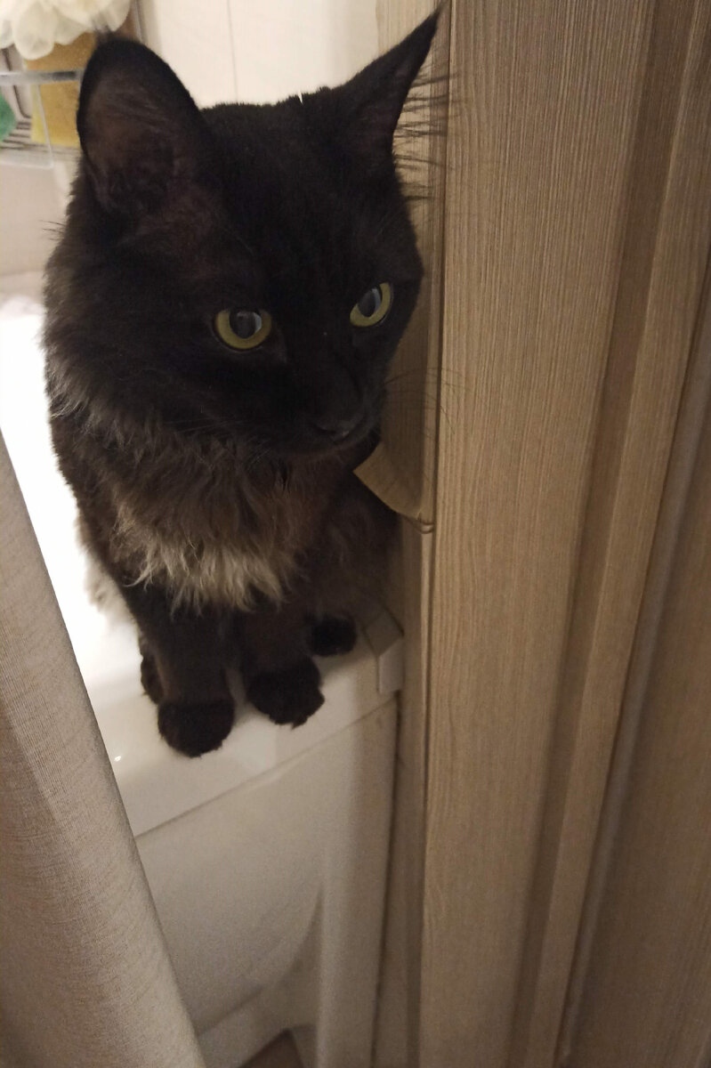 Зашел утром в ванную, Рысь уже тут как тут сидит