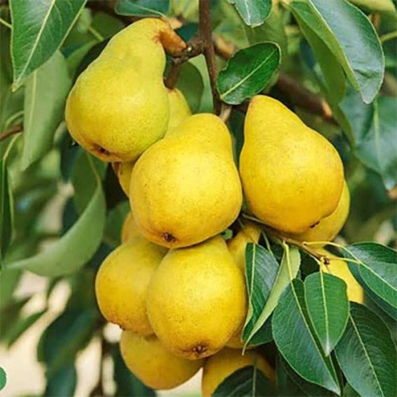 Груша давай яблоко давай. Груша маслянистая. Яблоко груша лимон. Яблоко или груша. Груша или яблоко лучше слабит.