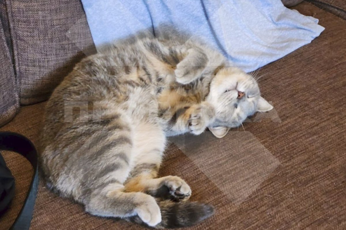    В Казани ветклинику хотят засудить после смерти кота Бата