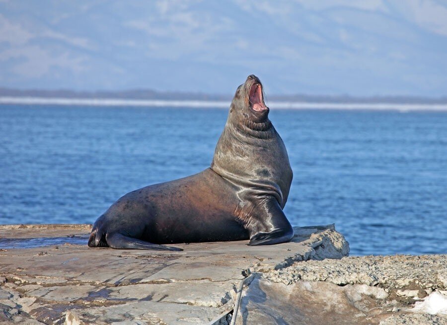 Сивуч. Камчатский ждун.