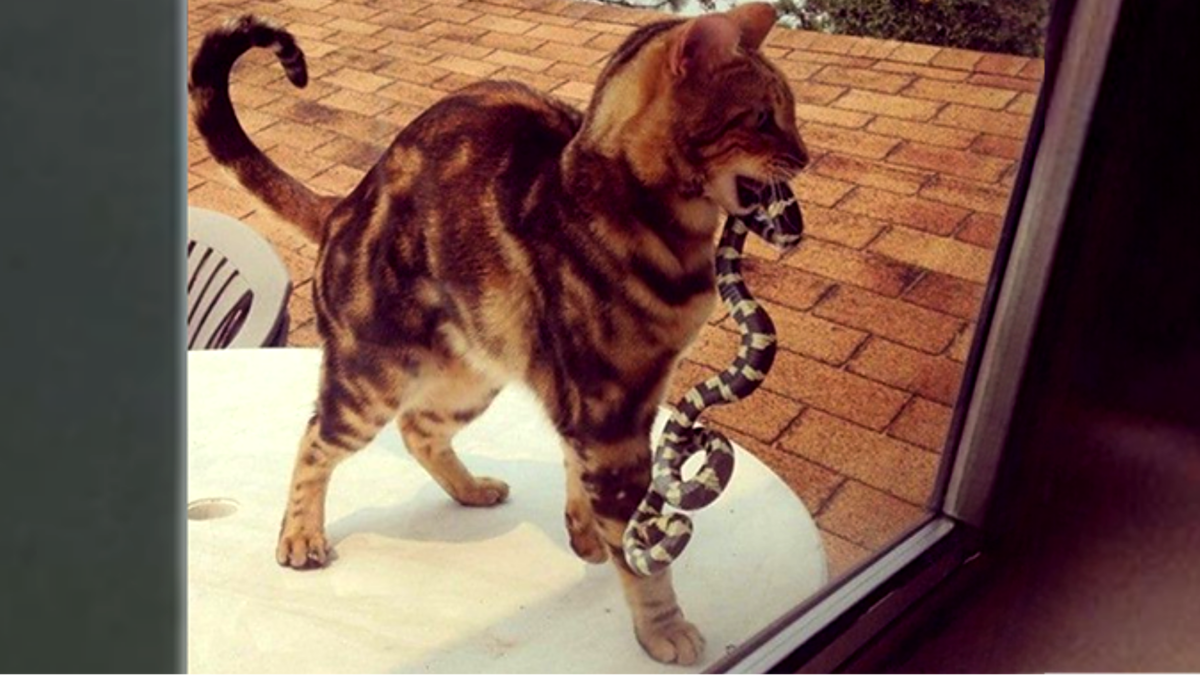 Хозяин, открывай! На ужин сегодня деликатес! 