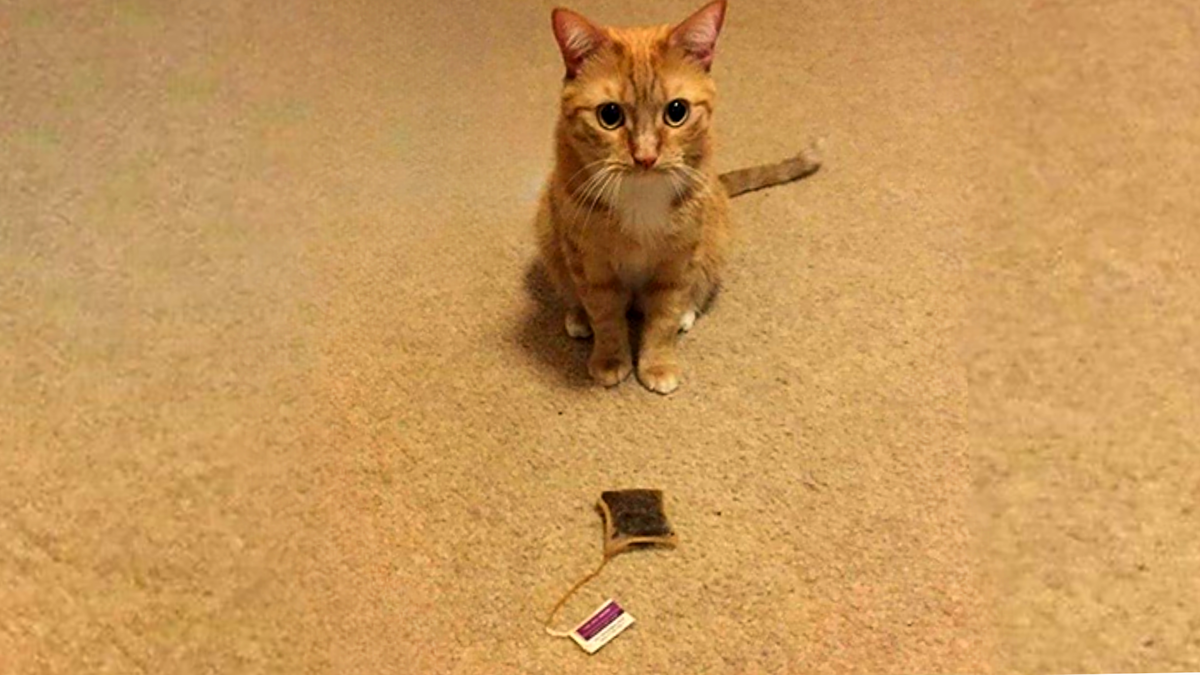 Хозяин, я заметил, что ты часто держишь в руках эту вещь. Держи, я достал для тебя еще!