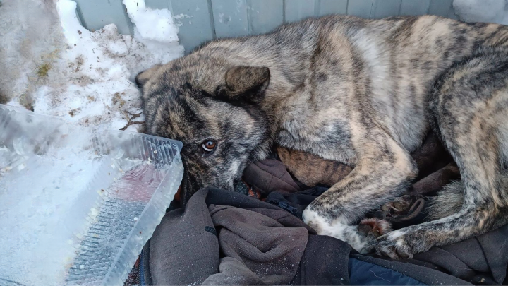 Бродячая собака ощенилась прямо на улице. На маленьких щенков падал снег, а мимо шли люди