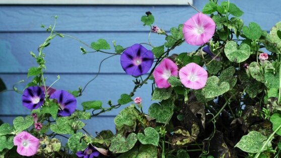    Россиян предупредили о цветке, который теперь нельзя выращивать на даче Татьяна Сидорова