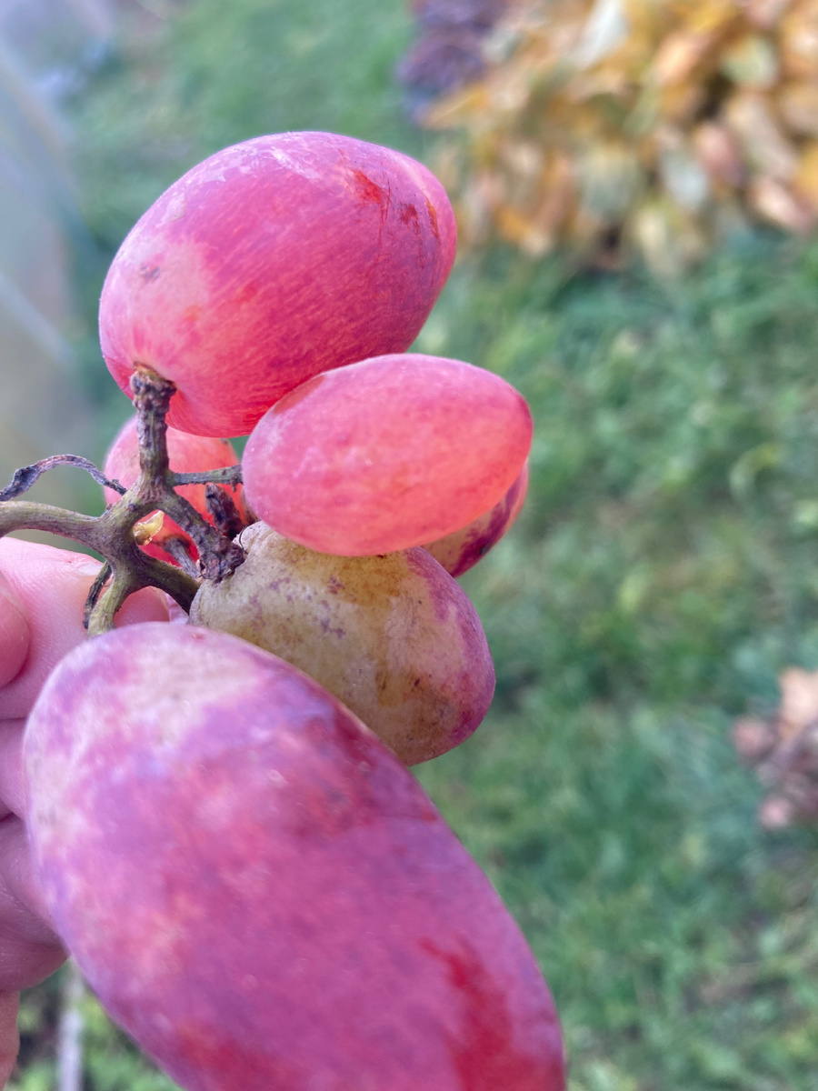 Единственная в этом году кисточка винограда Преображение в моем саду