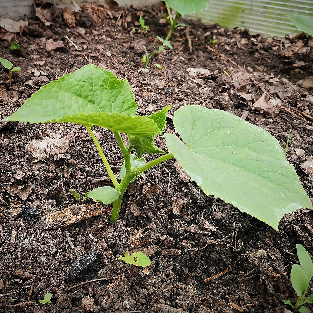 Выращивание здоровой и крепкой рассады огурцов