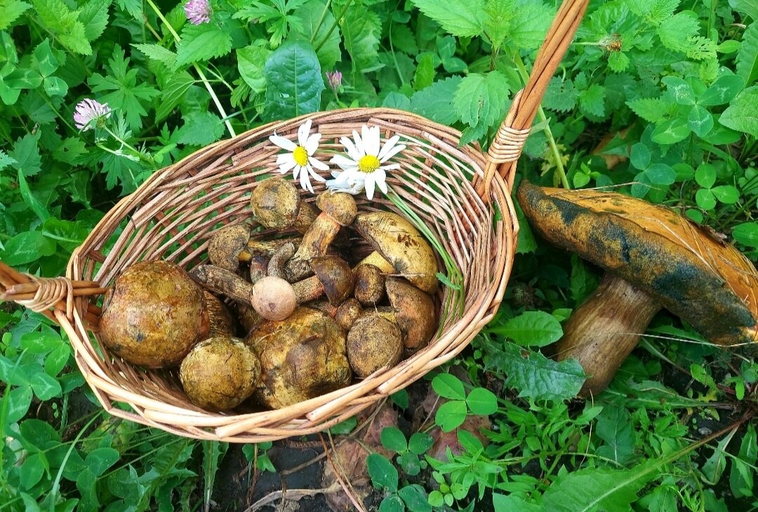 Автор фото Наталья Мазняк