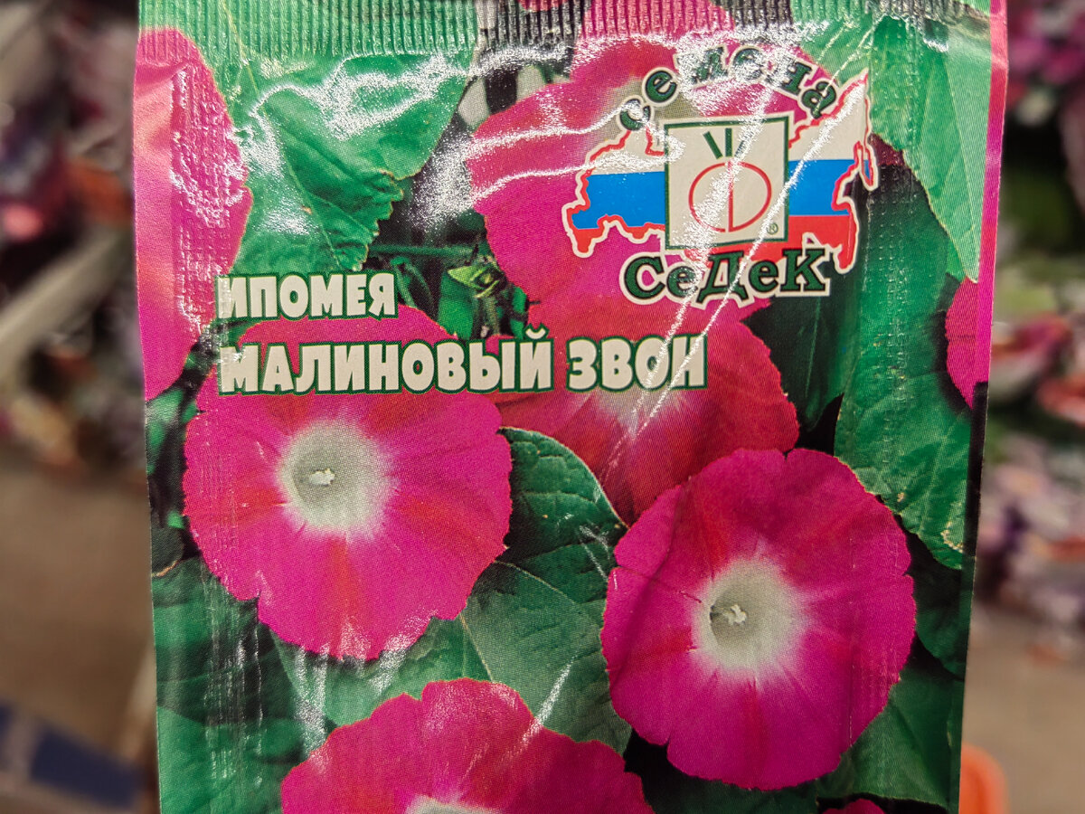 Вот она, в примеру. Ипомея “Малиновый звон». Фото автора
