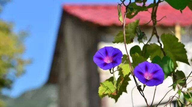 Растение ипомея трехцветная