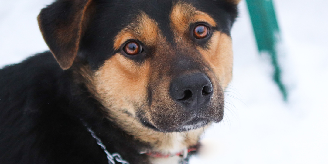 Хороший такой простой собакен, из-за этого скорее всего и останется до конца дней в приюте