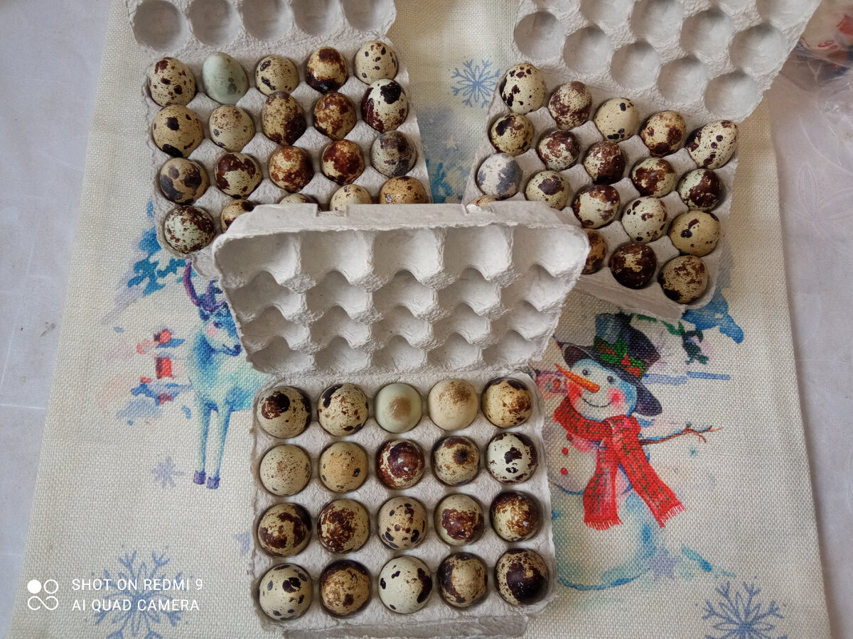 Если с любовью относиться к своим питомцам-они обязательно покажут хороший результат!🤗❤️