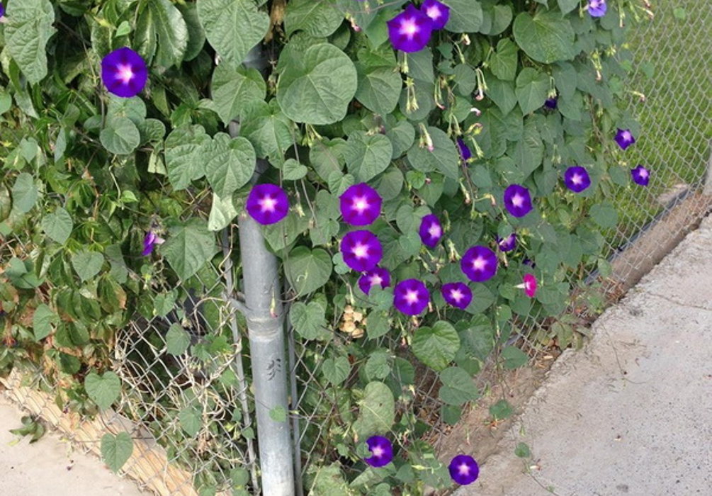 РРїРѕРјРµРё Рё РїС‚РёС‡РєРё
