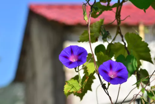    Дачников Оренбуржья предупредили — за популярный цветок можно лишиться свободы Белов Михаил Александрович