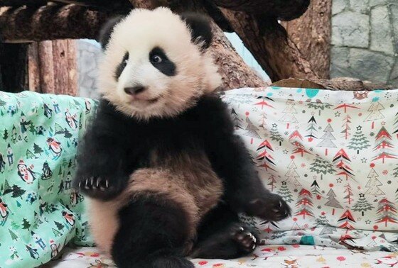 Как и где можно посмотреть на панду Катюшу в Москве, когда ее увезут из ...