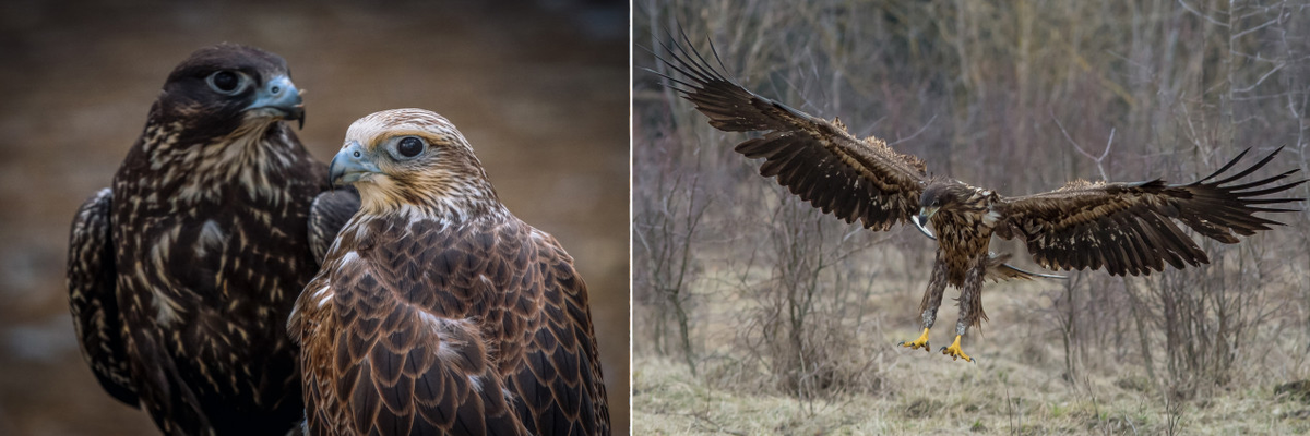 Исконный житель территории заповедника - сокол-балобан на снимке слева и сменивший его орлан белохвост справа. Фото (слева): Андрей Карпенко, участник конкурса РГО «Самая красивая страна». Фото (справа) предоставлено Воронежским заповедником им. В.М. Пескова 
