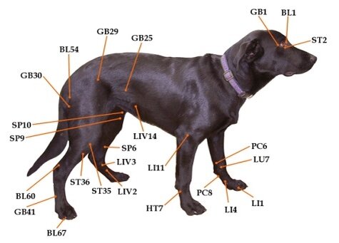 Основные точки акупрессуры у собак