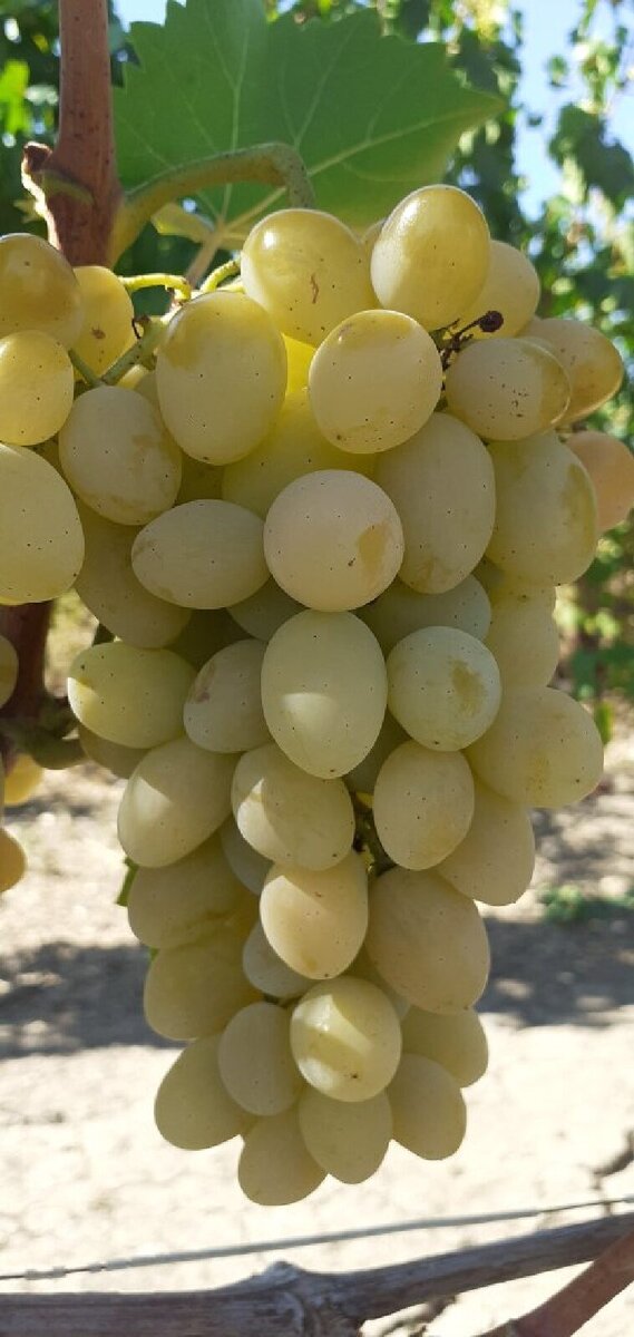 Ландыш я всегда прищипываю, а иначе опыление будет совсем плохое.