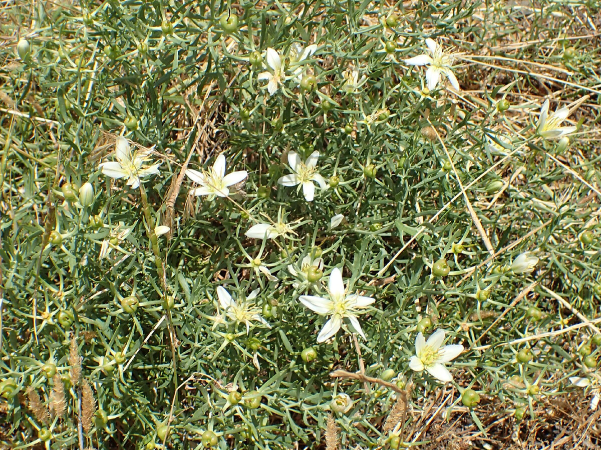 Гармала (Peganum harmala). Фото: commons.m.wikimedia.org