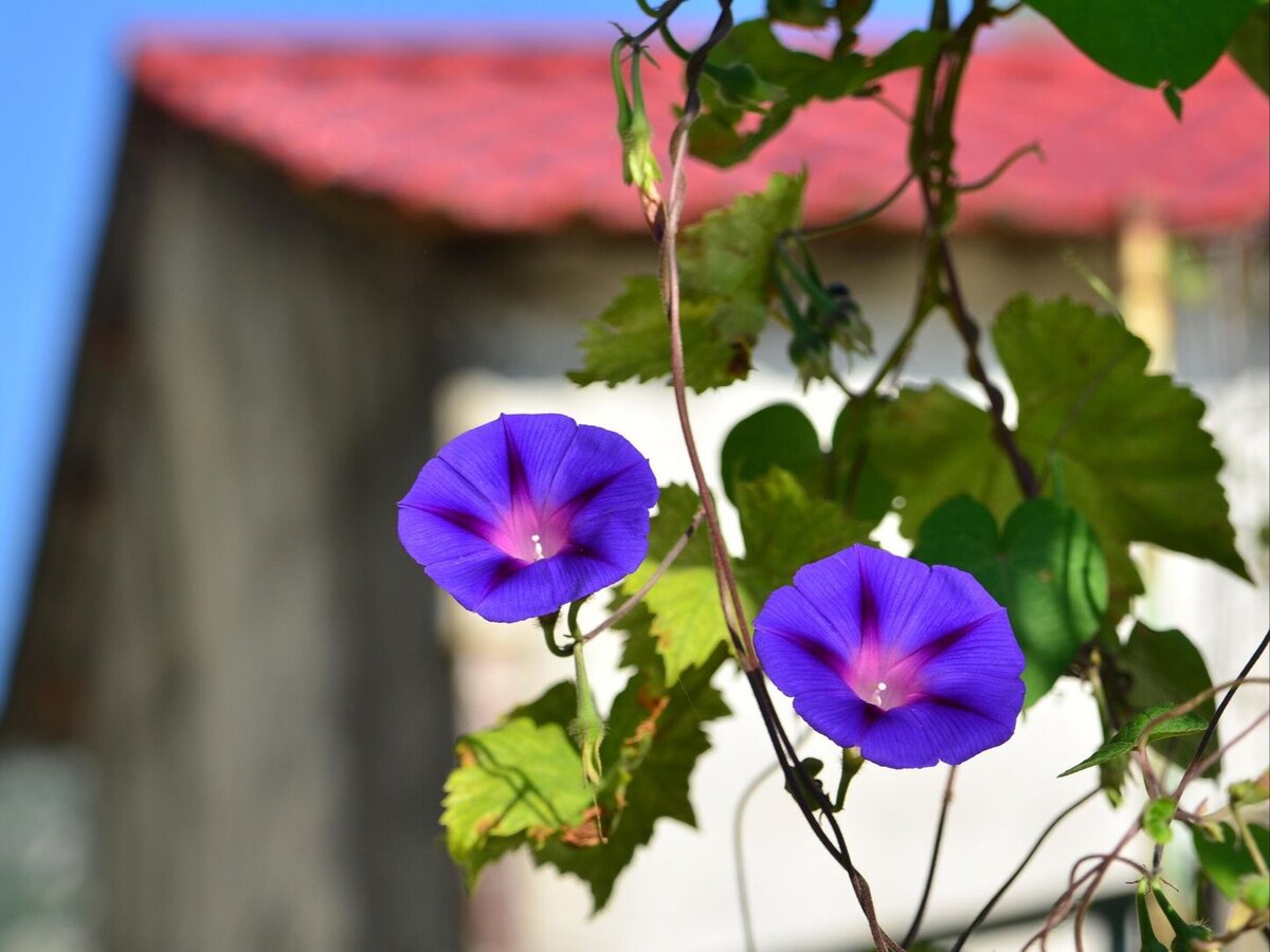 Ипомея трехцветная (Ipomoea tricolor). Фото: iStock.com